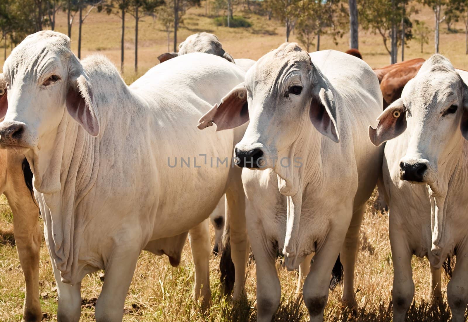 Australian cattle herd three grey Brahman beef cows for meat industry