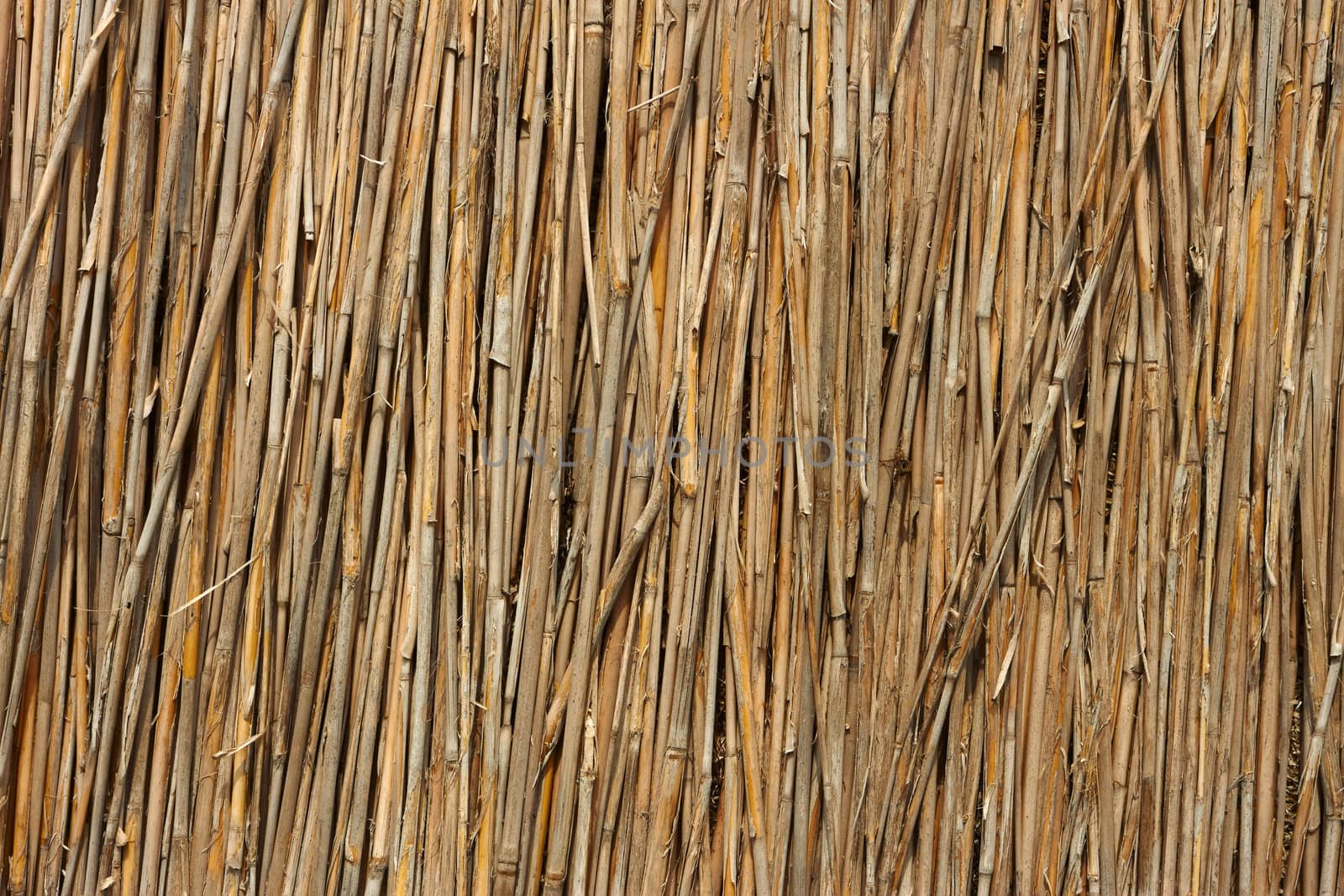 Fragment of reed fence by qiiip