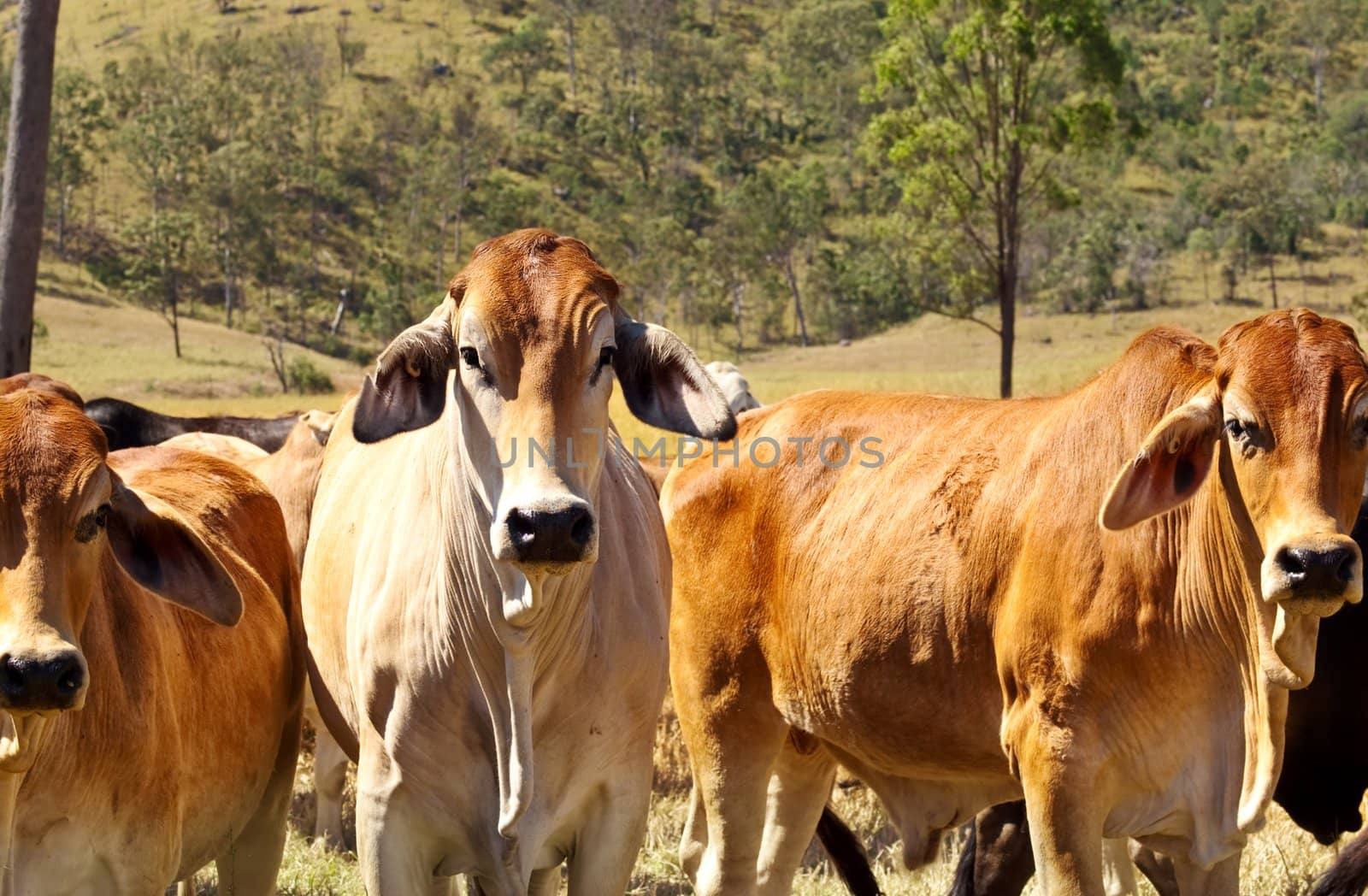 Australian Beef - Cattle Country with three red brown brahman cows