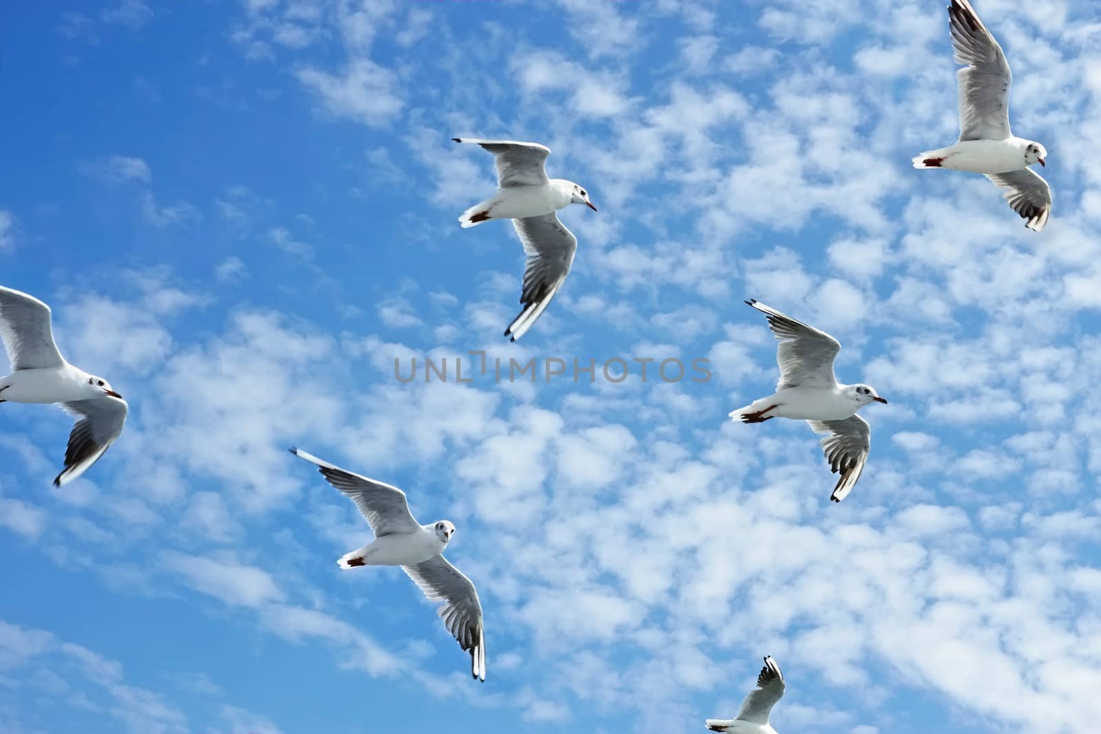 Group of sea gulls against a blue sky with clouds