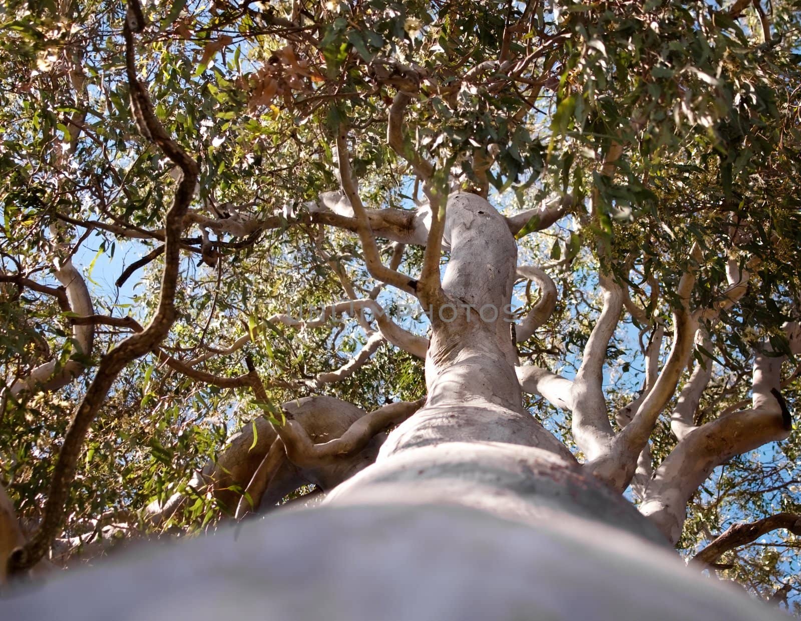 Australian Tree  Forest Red Gum Eucalyptus tereticornis trunk and branches
