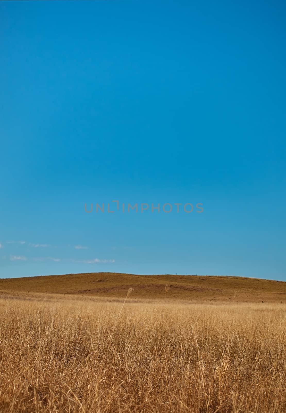 Field of grass horizon with blue sky background