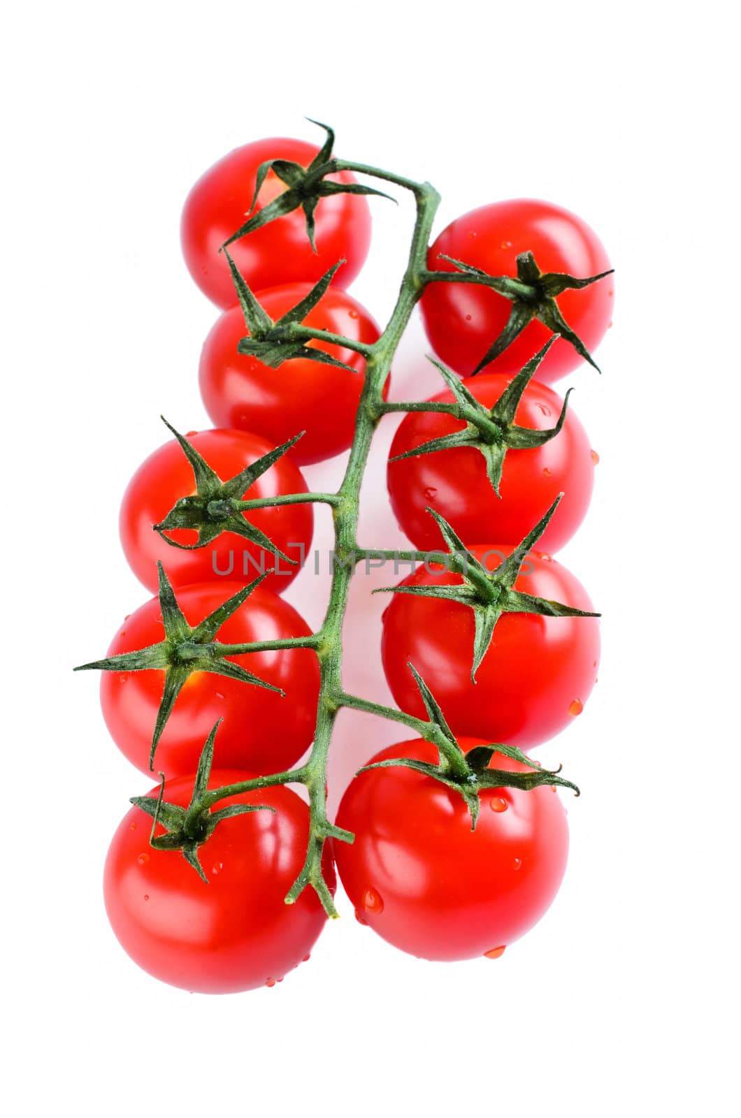 Branch of cherry tomatoes close up isolated