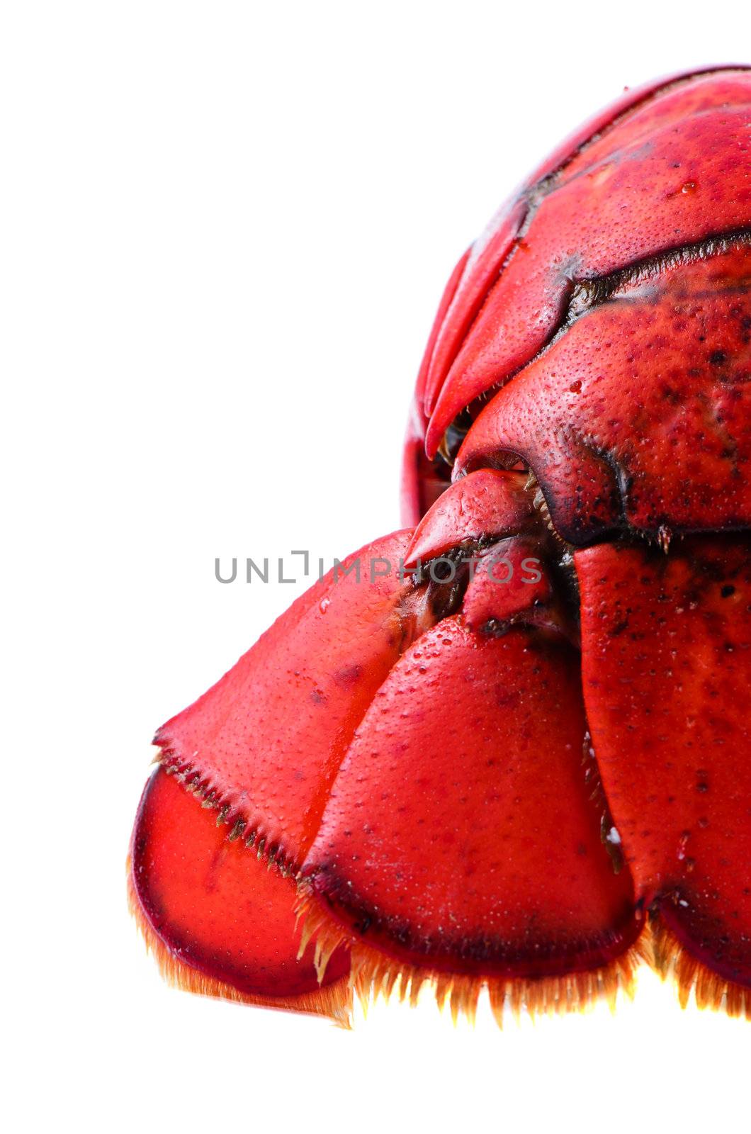 Tail of lobster on white background isolated