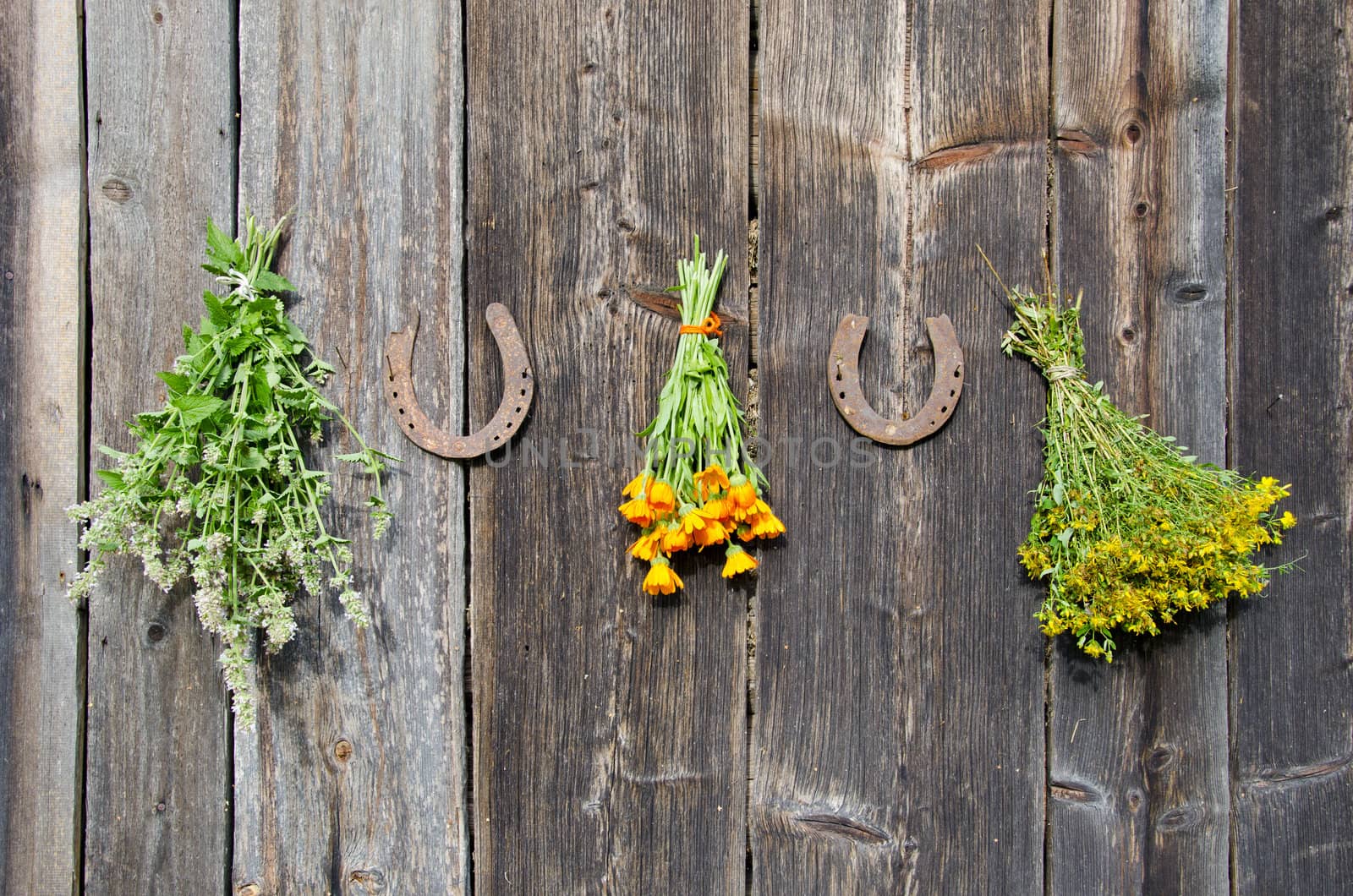 medical herb bunch on wooden old house wall