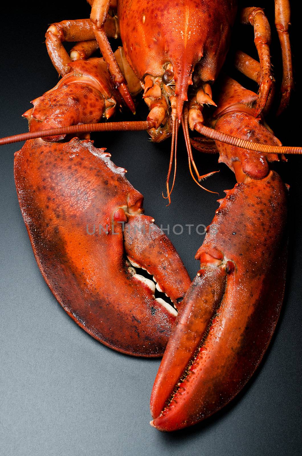 Prepared lobster on black background