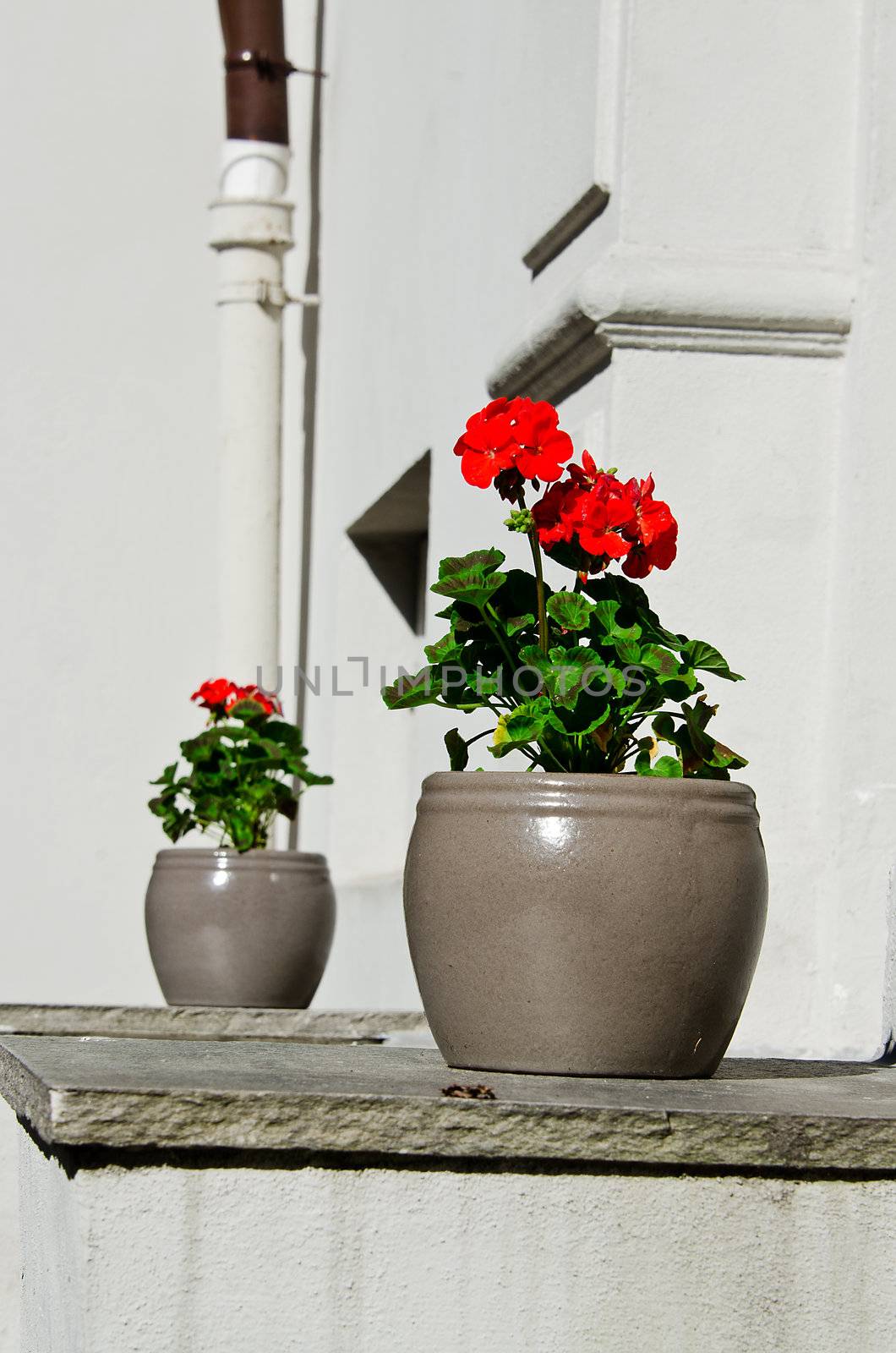 Two pots of flowers at entrance to house