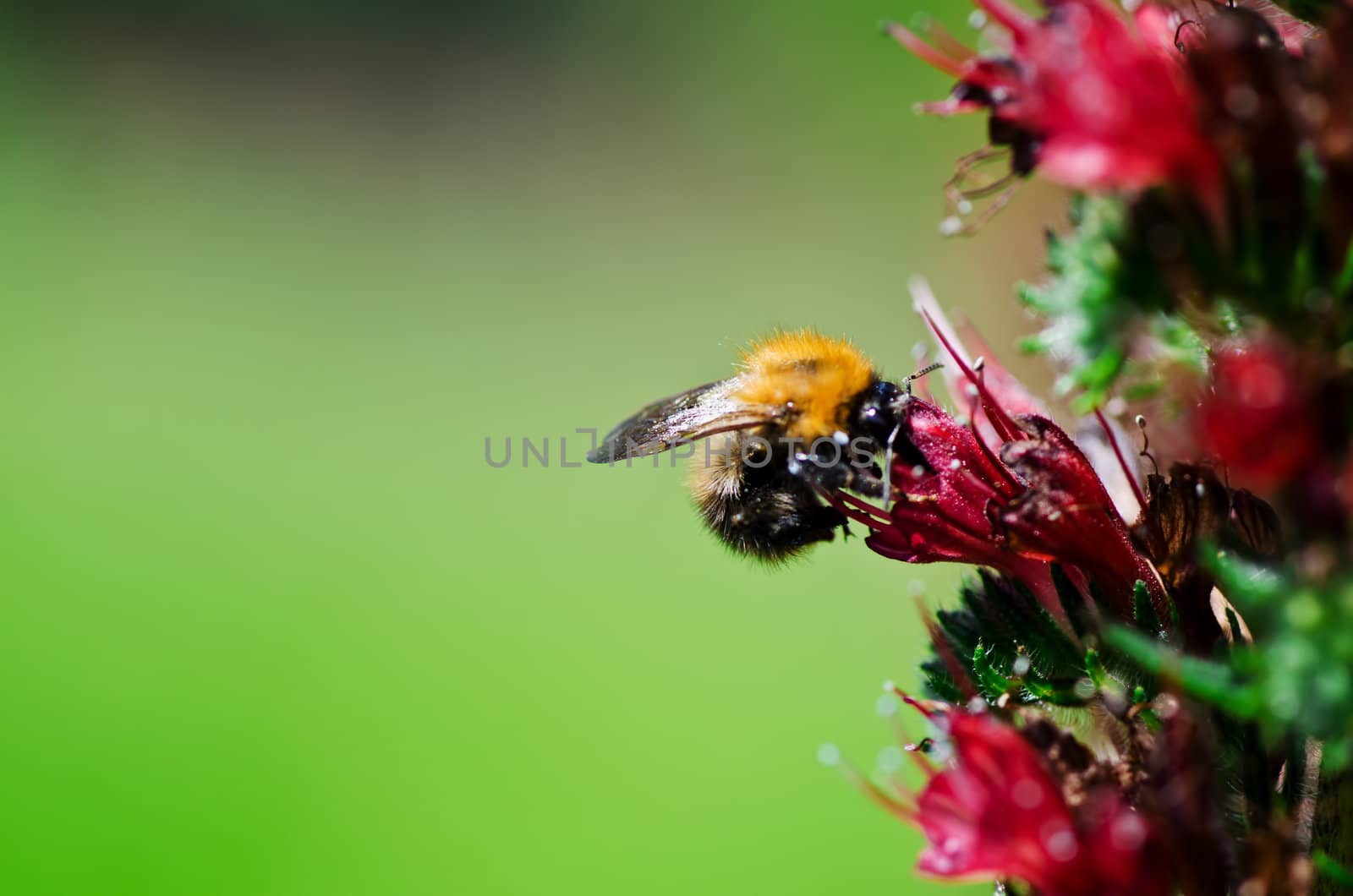 Bumblebee  on beautiful flower