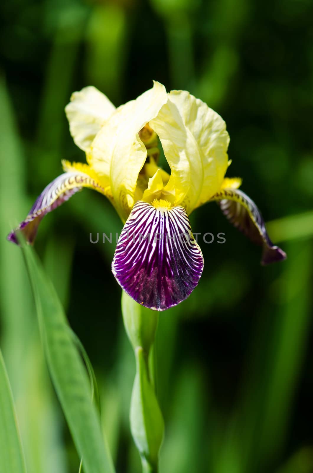 Iris (atropurpurea) in summer garden