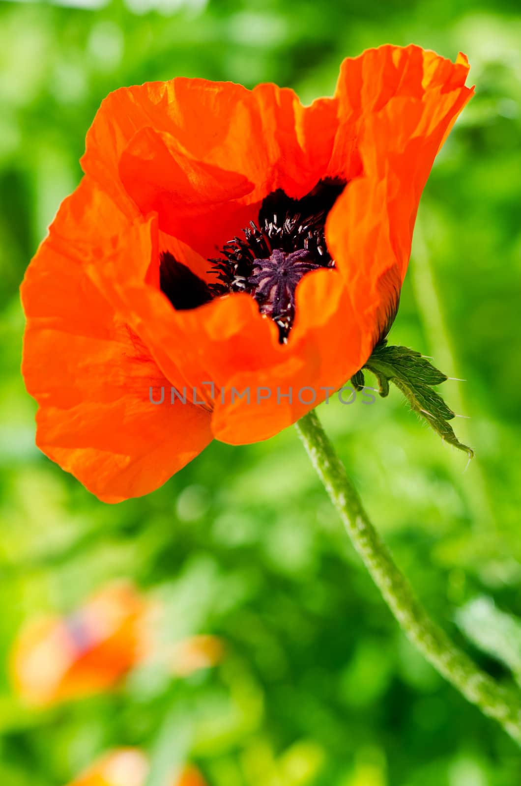Red poppy in the spring meadow by Nanisimova