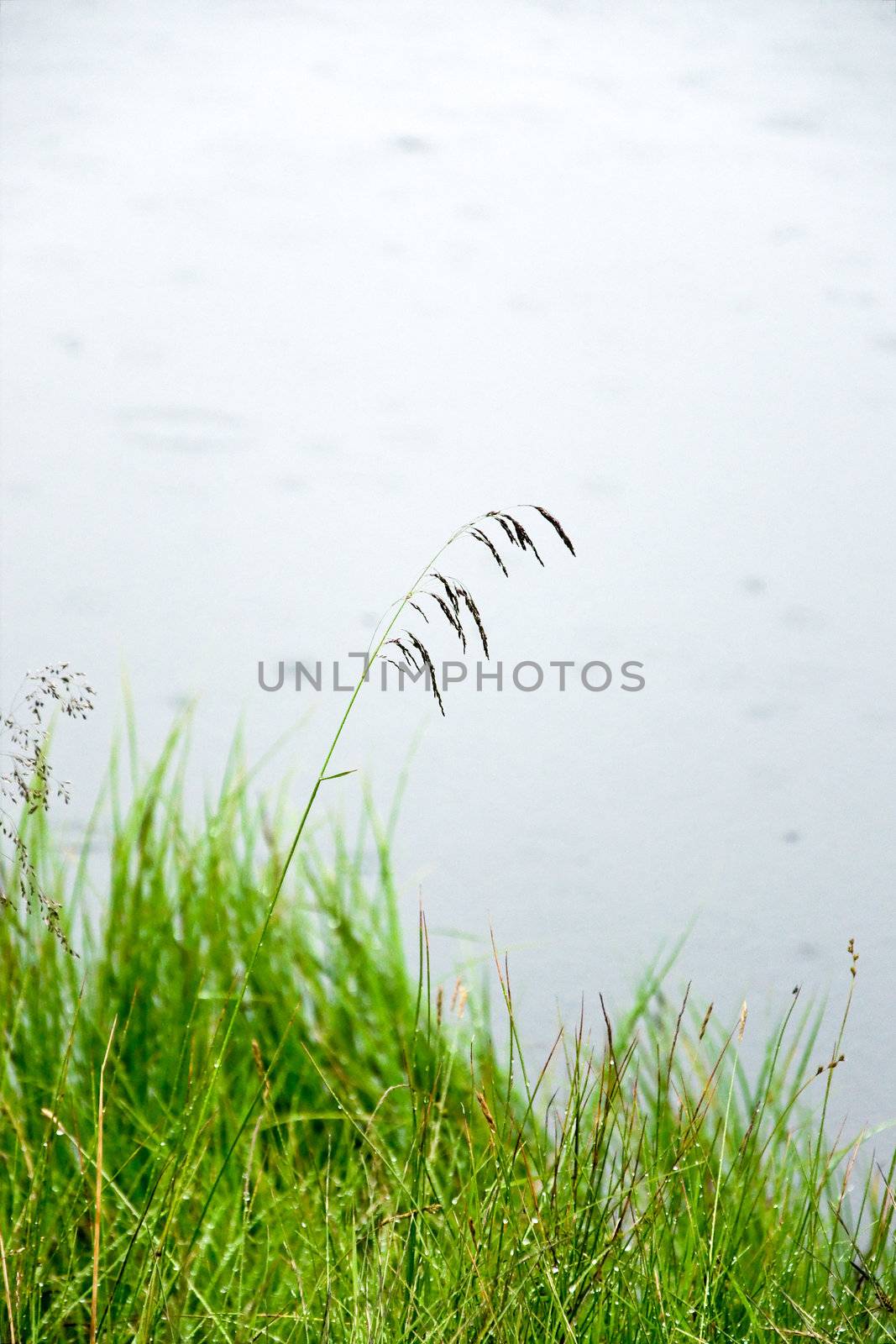 Green grass in rain by Nanisimova