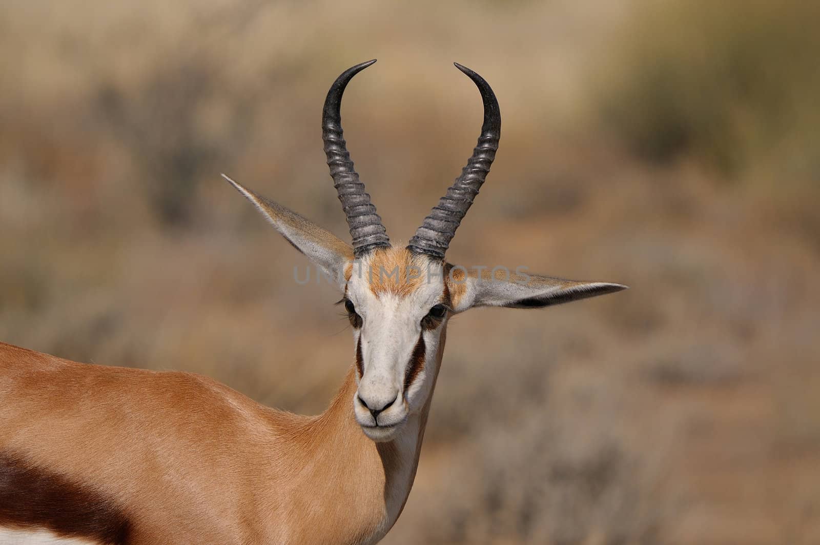 Springbok in the Etosha National Park