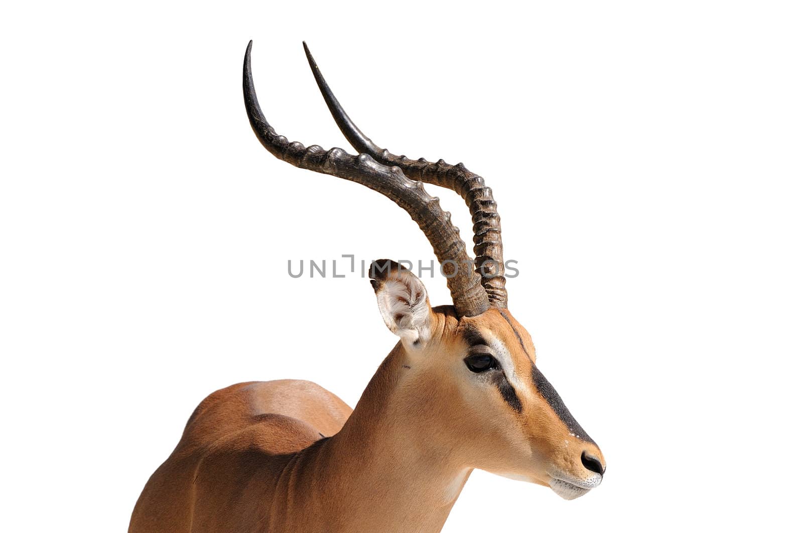 Male Impala isolated on white background