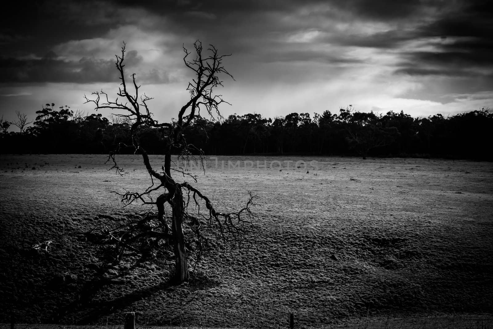 Alone dead tree in the middle of a field full of cows with dramatic rain cloud in the background.
