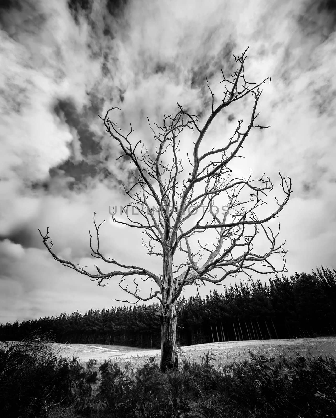 Black and White Alone Dead Tree with dramatic sky and pine plantation in the background