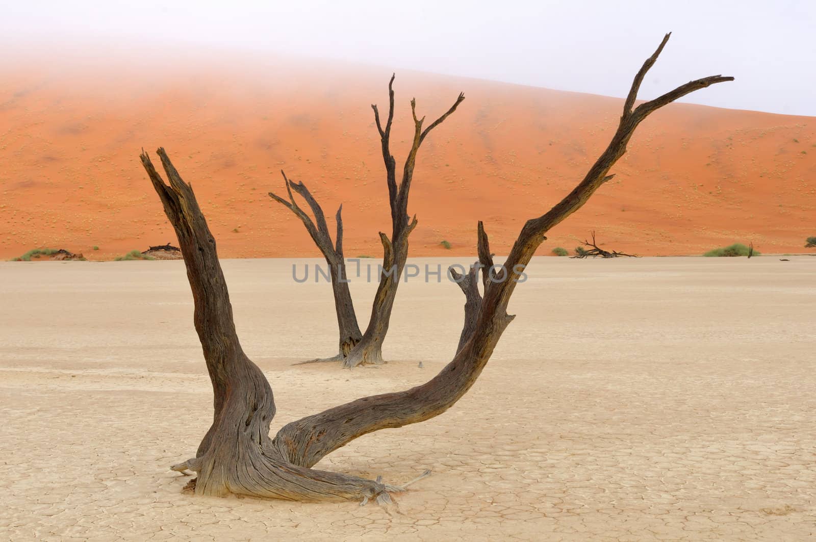 Tree skeletons at Deadvlei near Sossusvlei, Namibia