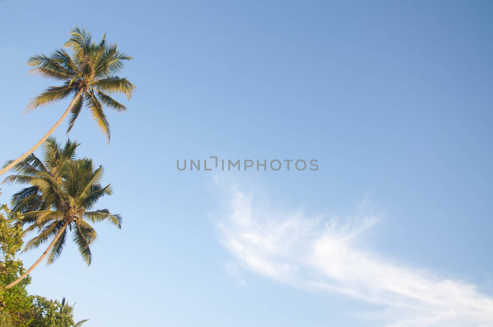 Palm trees at the coast on a clear sunny day