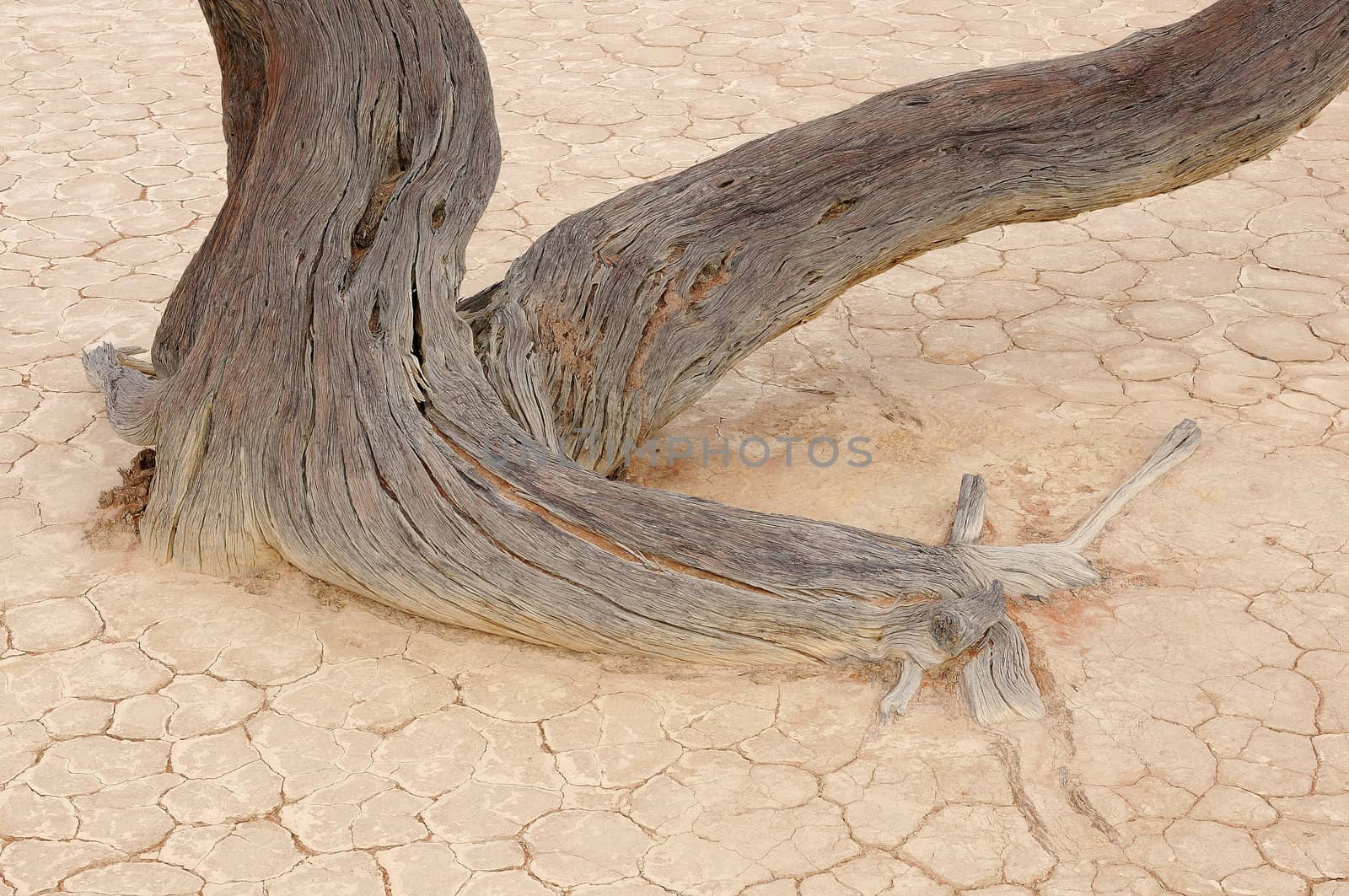 A lonely tree skeleton at Deadvlei near Sossusvlei, Namibia