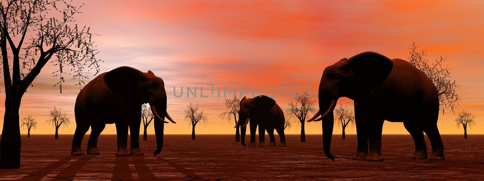 Shadows of three elephants standing between baobabs in the savannah by sunset