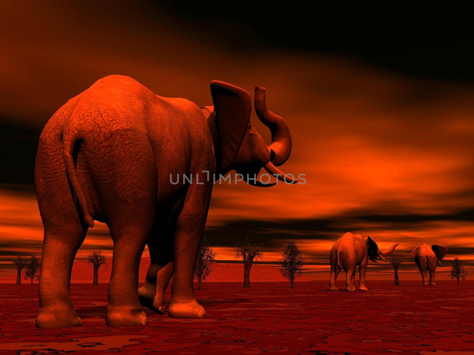 Shadows of three elephants standing between baobabs in the savannah by red sunset