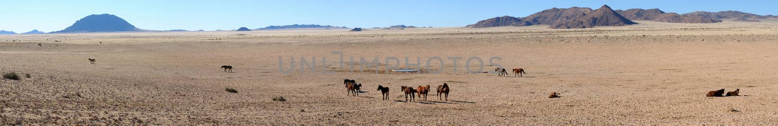 A panorama of the Wild Horses of the Namib made from five separate photos taken near Aus, Namibia.