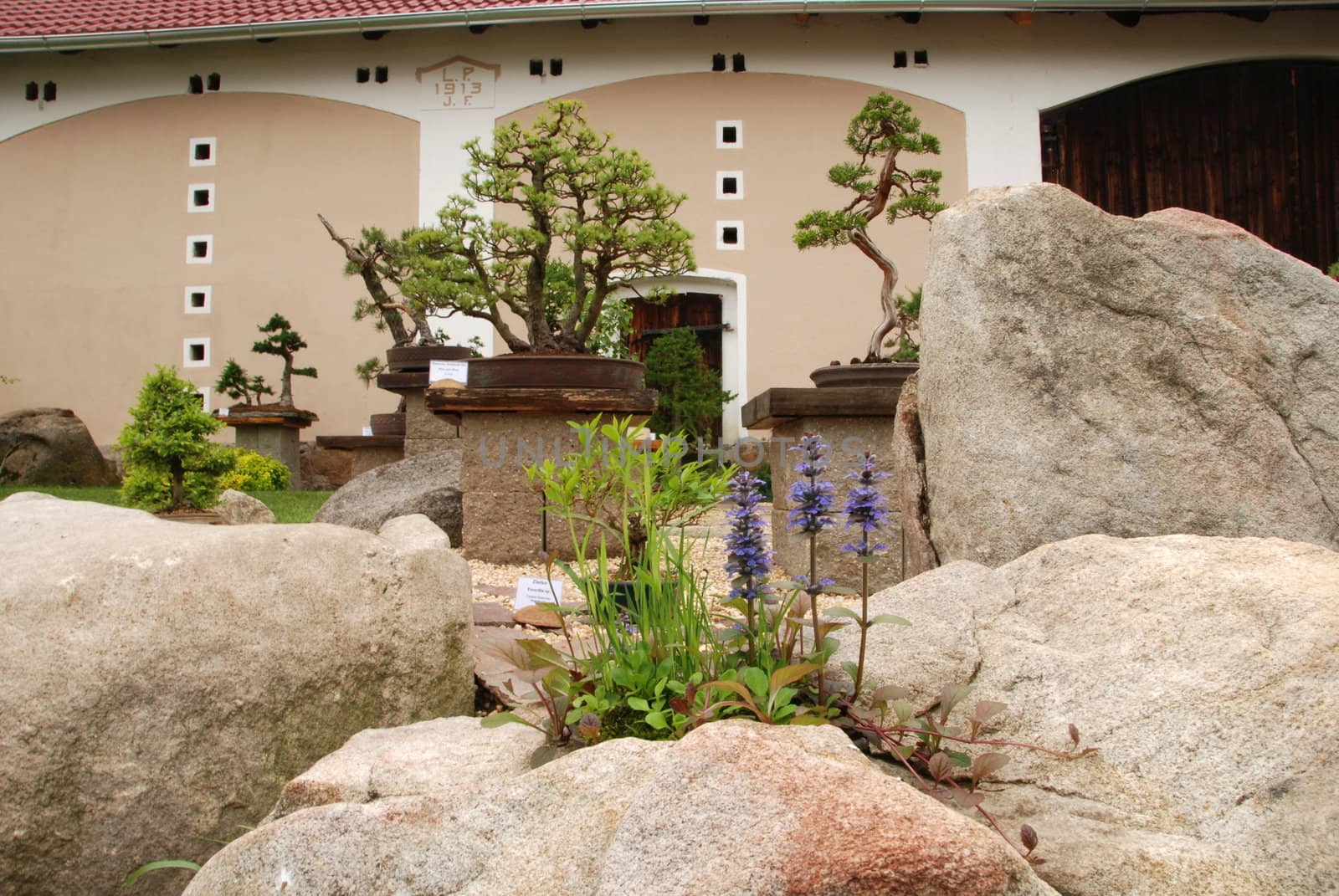 Bonsai tree still-life. Miniature in a peaceful Japanese garden.