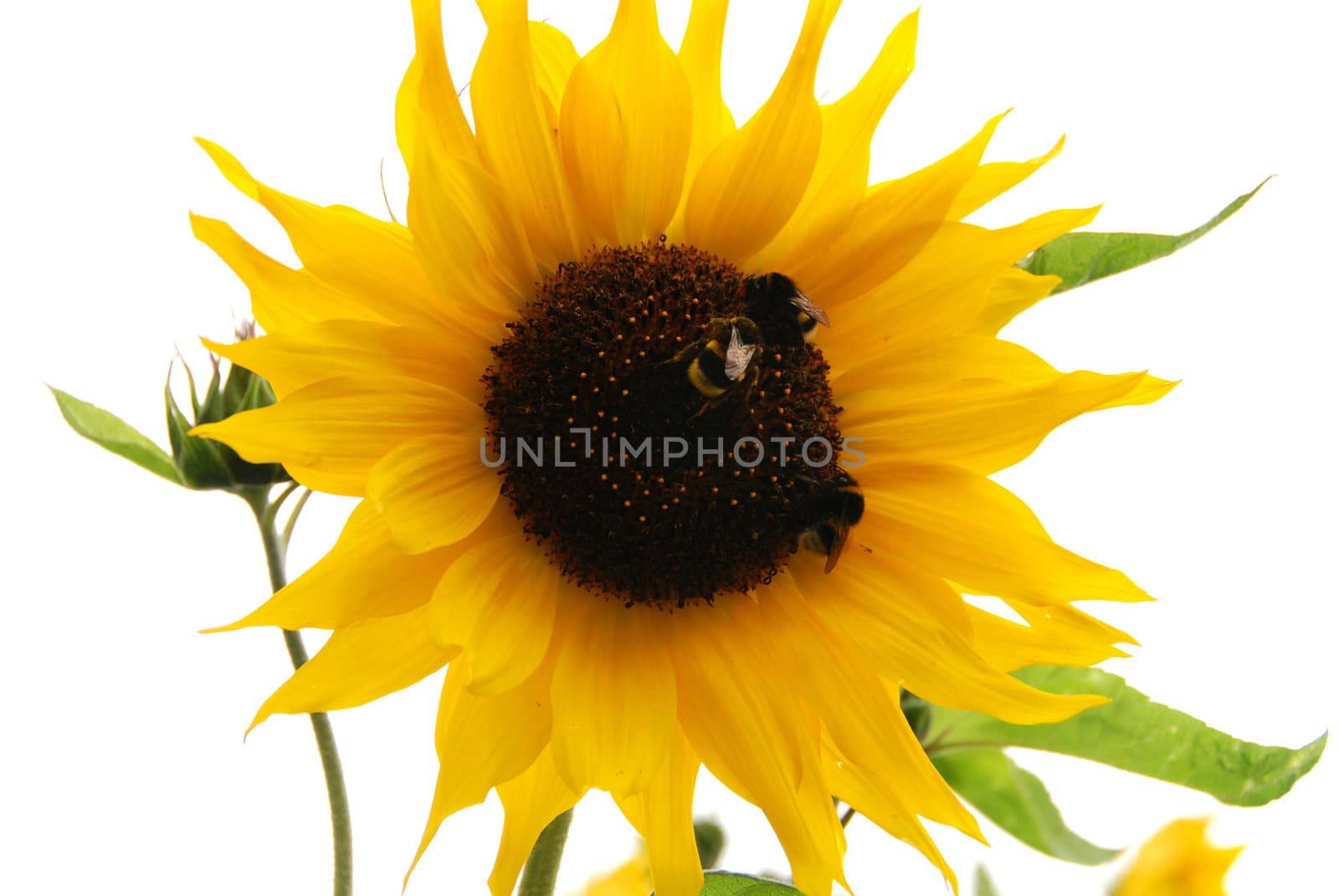 Three bumblebees are inside the sunflower - isolated