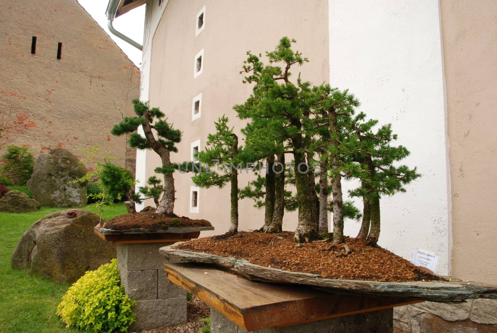 Bonsai tree still-life. Miniature in a peaceful Japanese garden.