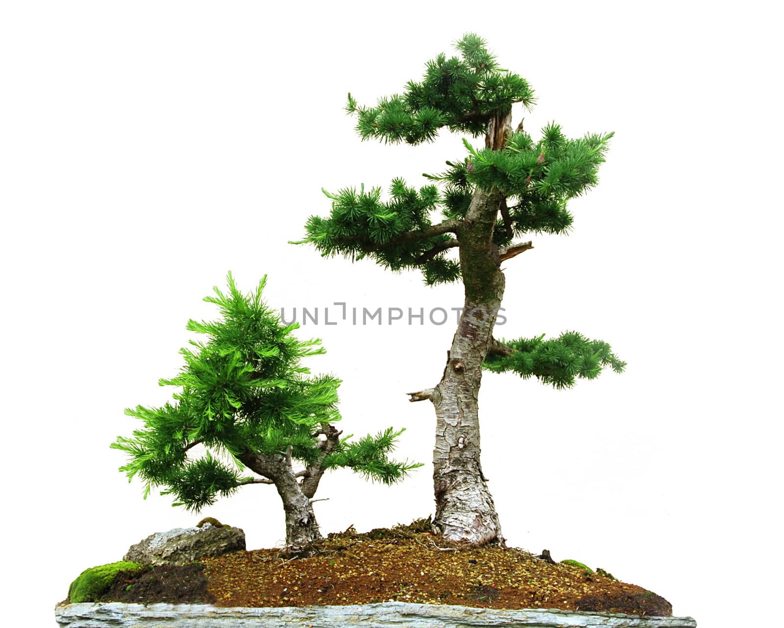 Two small bonsai trees isolated on the white