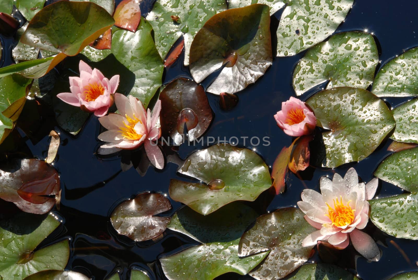 Beautiful blooming pink water lily detail in the pond