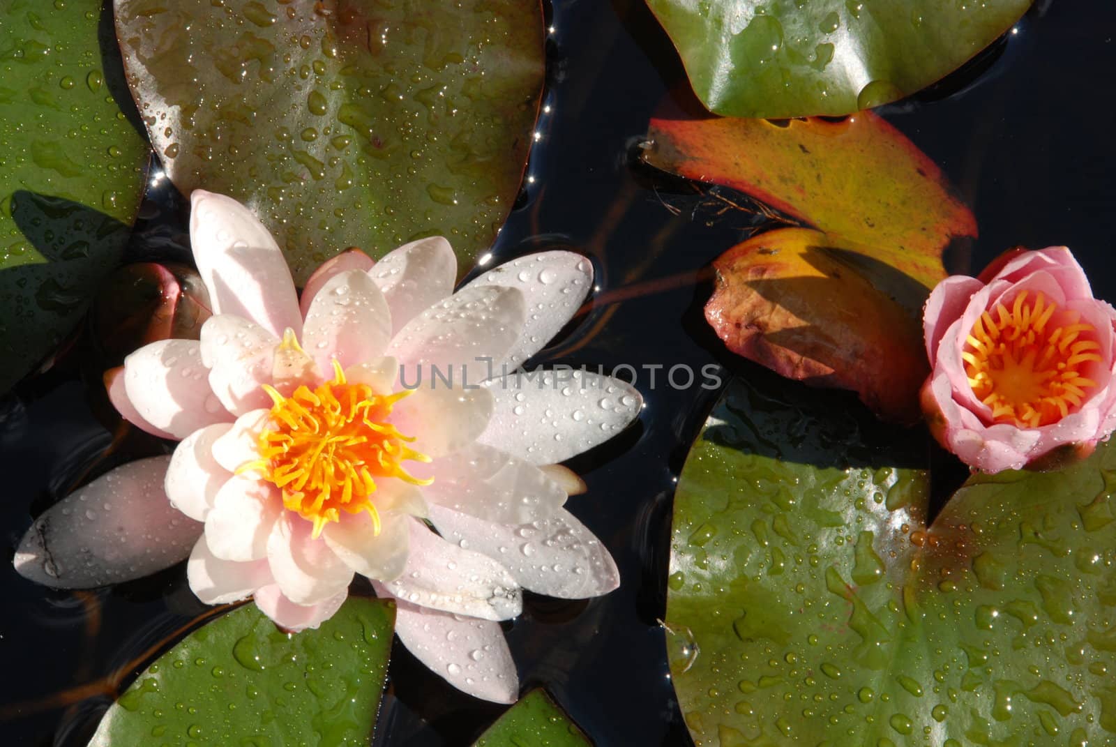 Beautiful blooming pink water lily detail in the pond