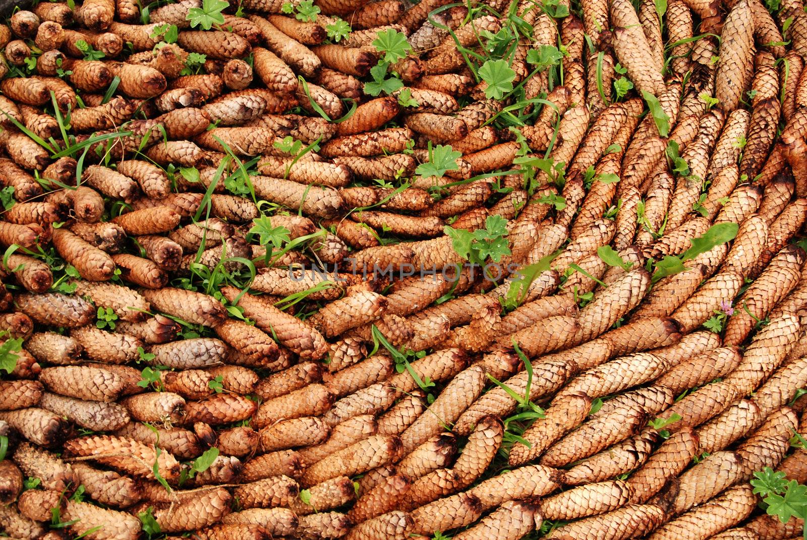 Large heap of spruce and pine cones collected from the forest