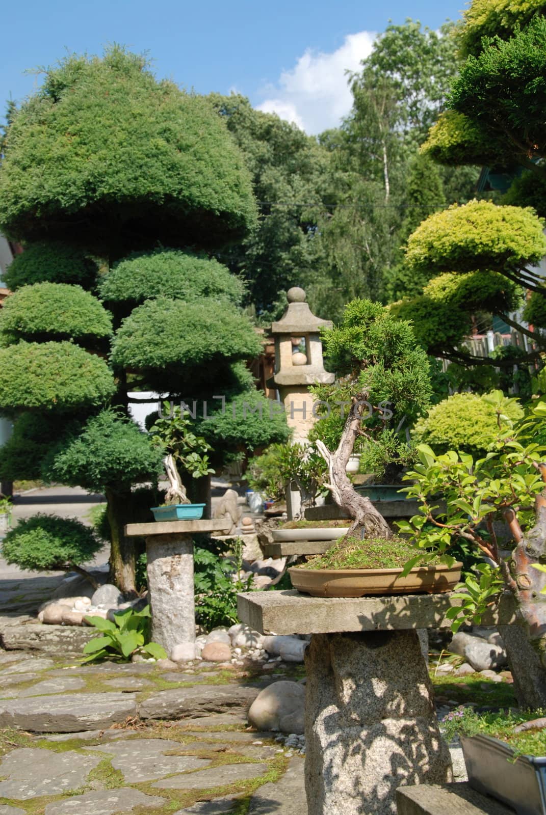 Bonsai trees still-life. Miniatures in a peaceful Japanese garden.