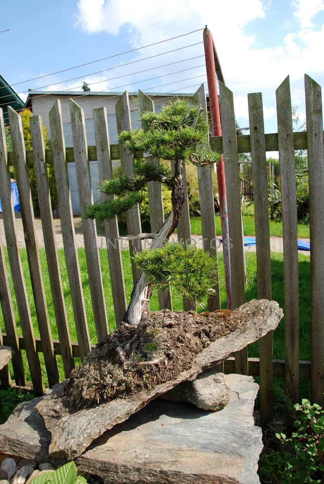 Bonsai trees still-life. Miniatures in a peaceful Japanese garden.