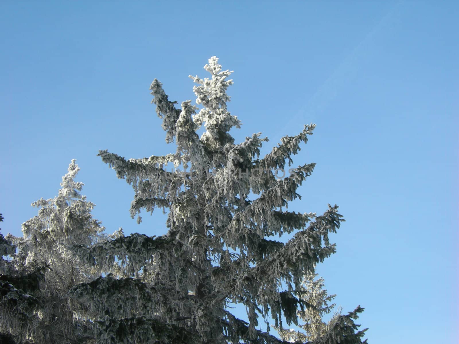 Frozen tree by drakodav
