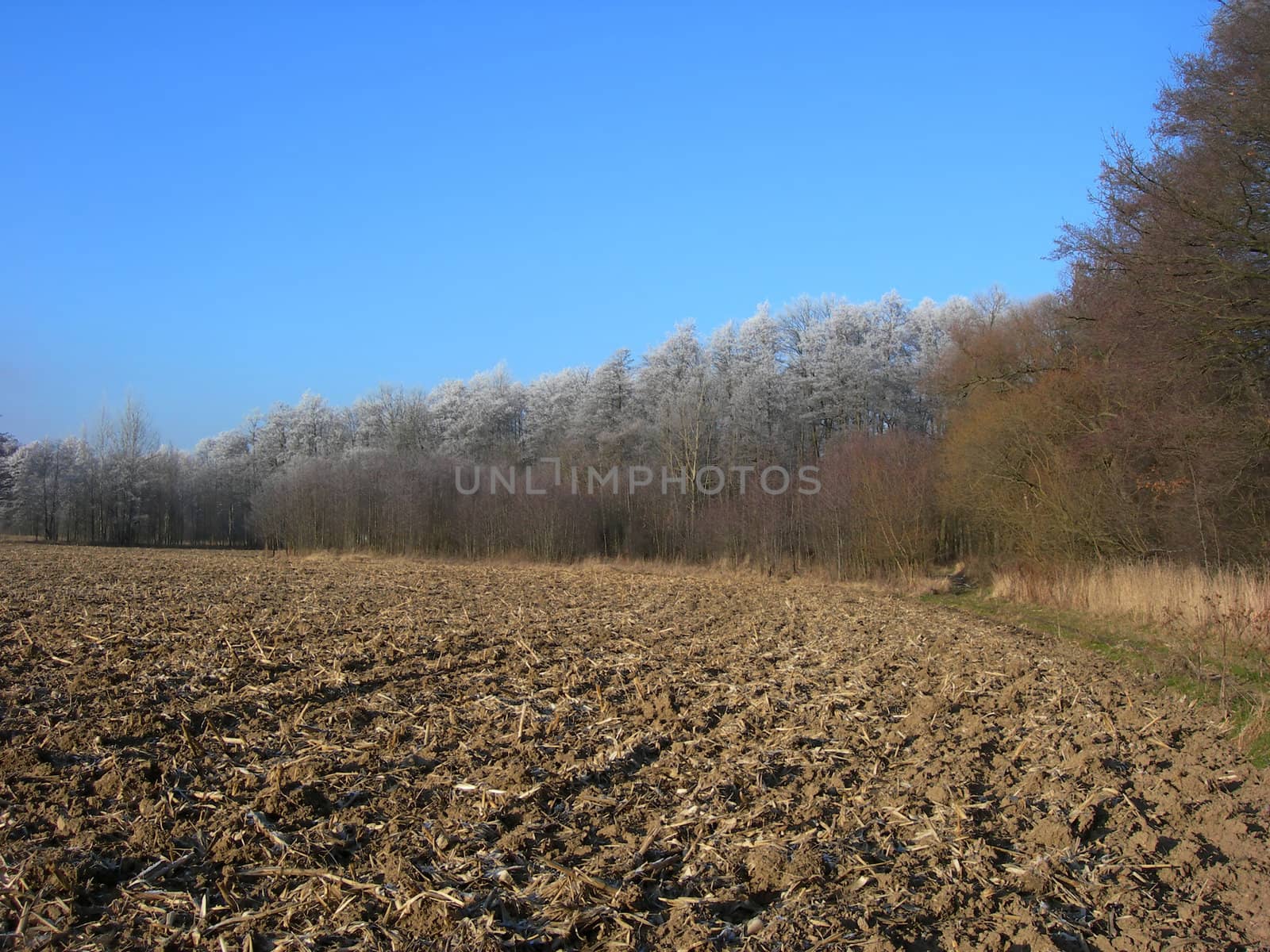           Ploughed field and forest covered with snow in winter