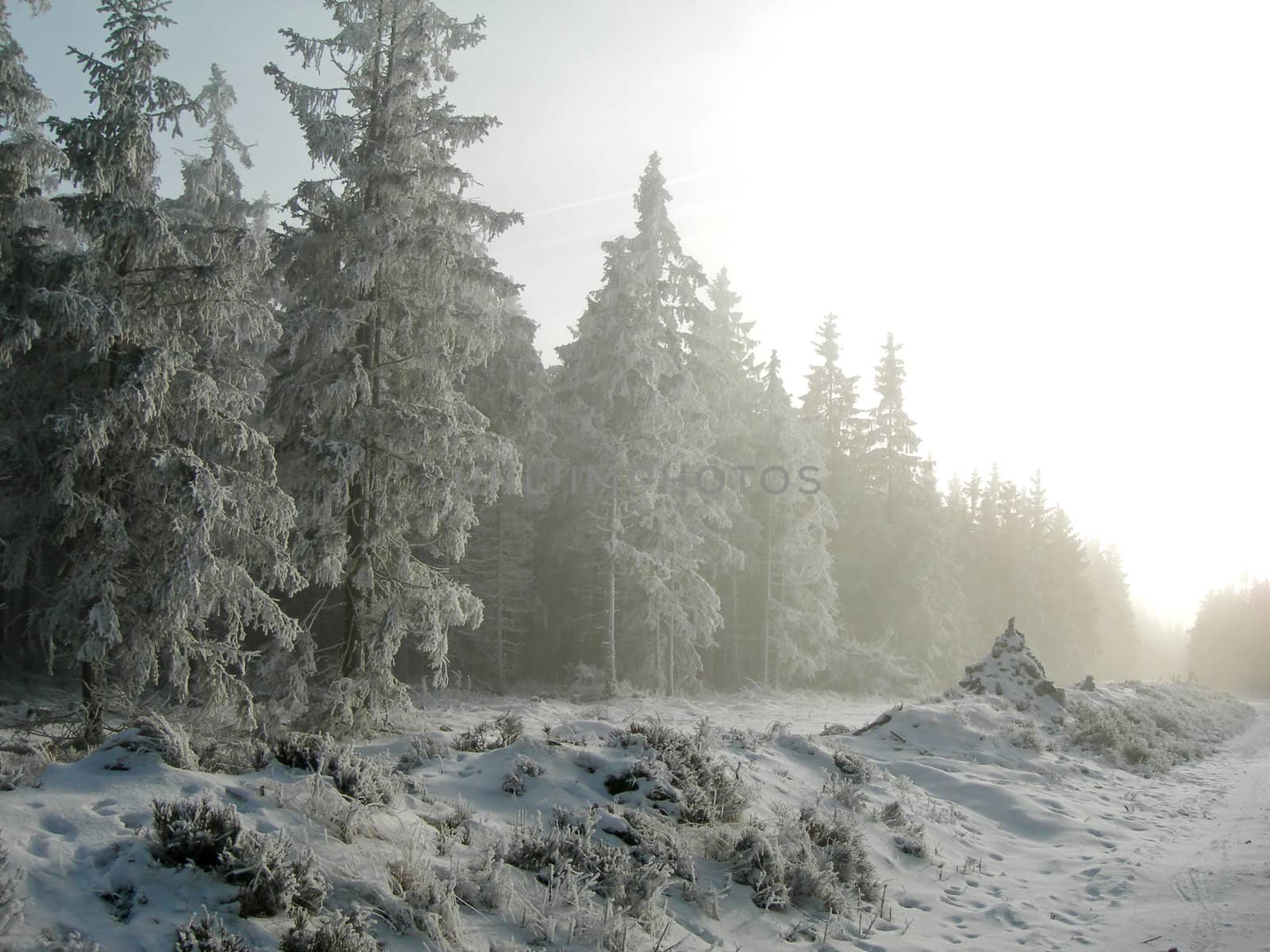 Frozen forest by drakodav