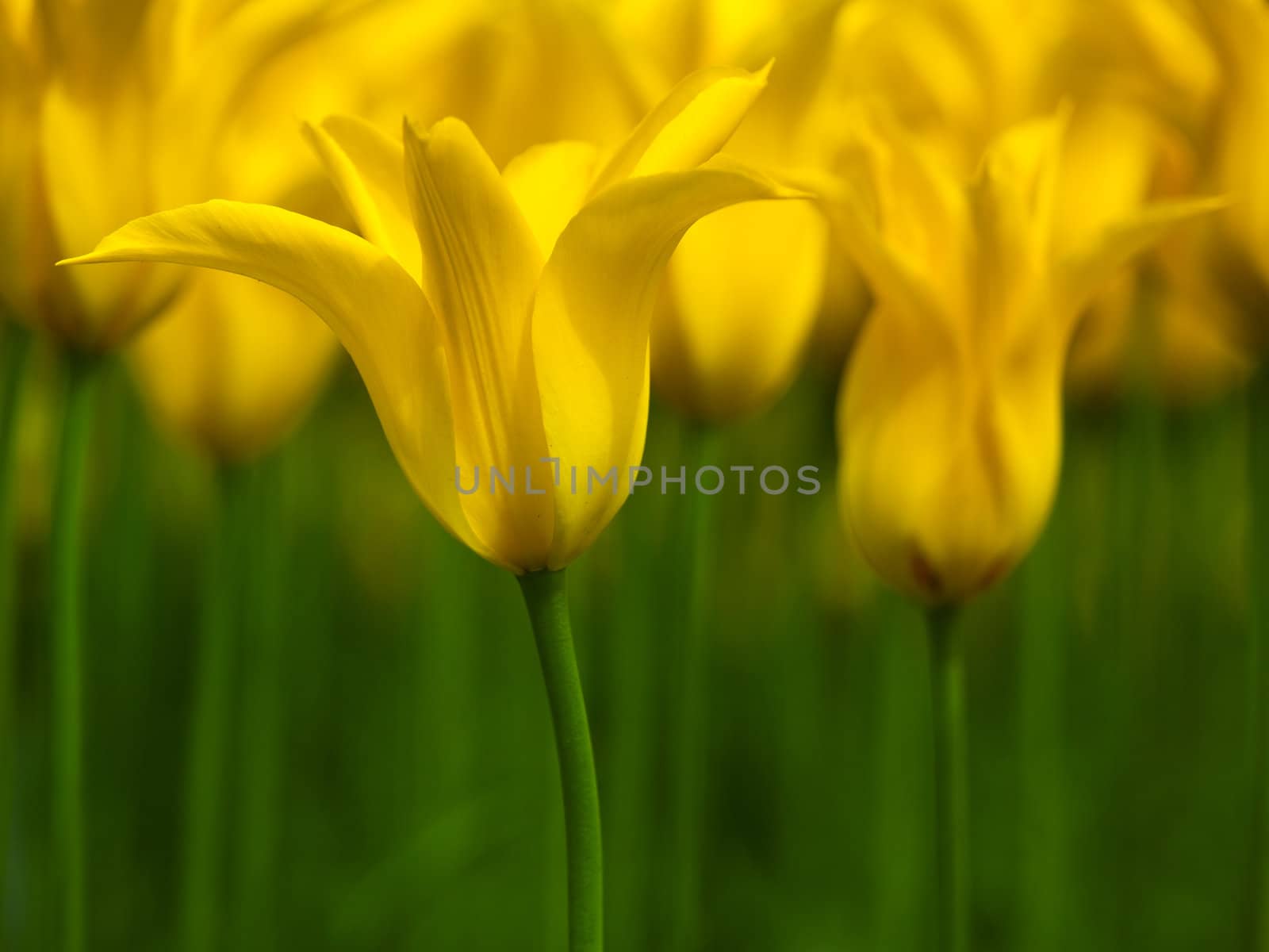 Picture of beautiful yellow tulips on shallow deep of field