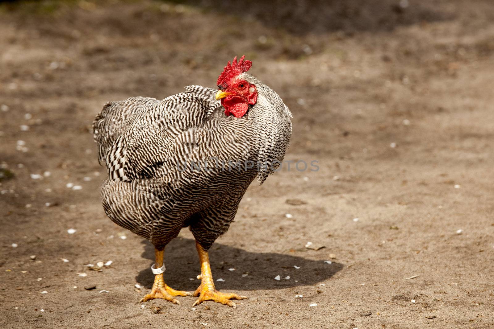 Beautiful spécime of a chicken in a biologic farm