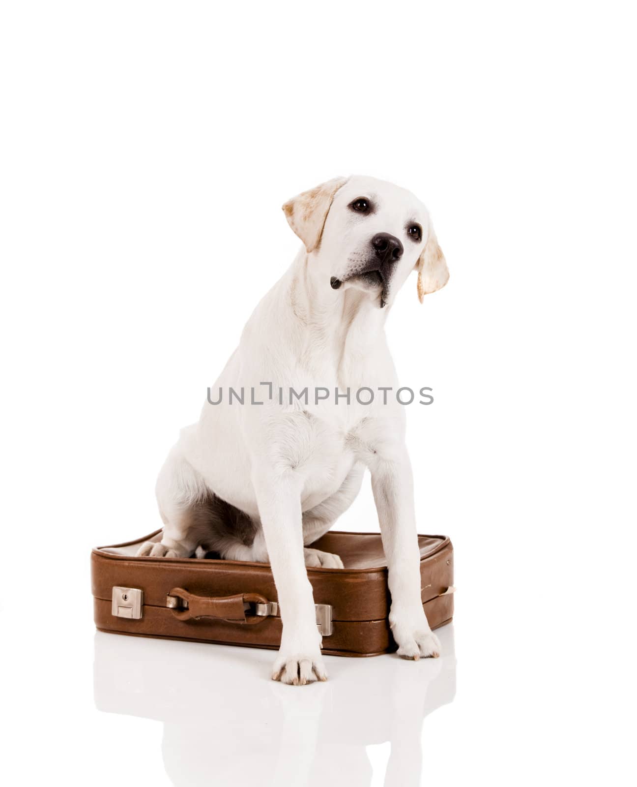 Dog with a suitcase by Iko