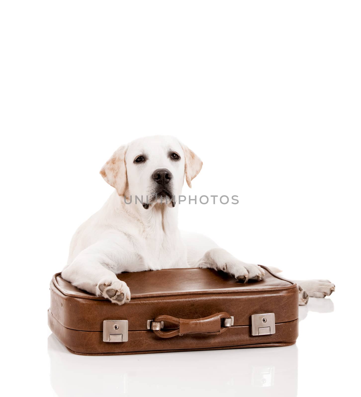 Beautiful dog of breed Labrador retriever lying over a baggage