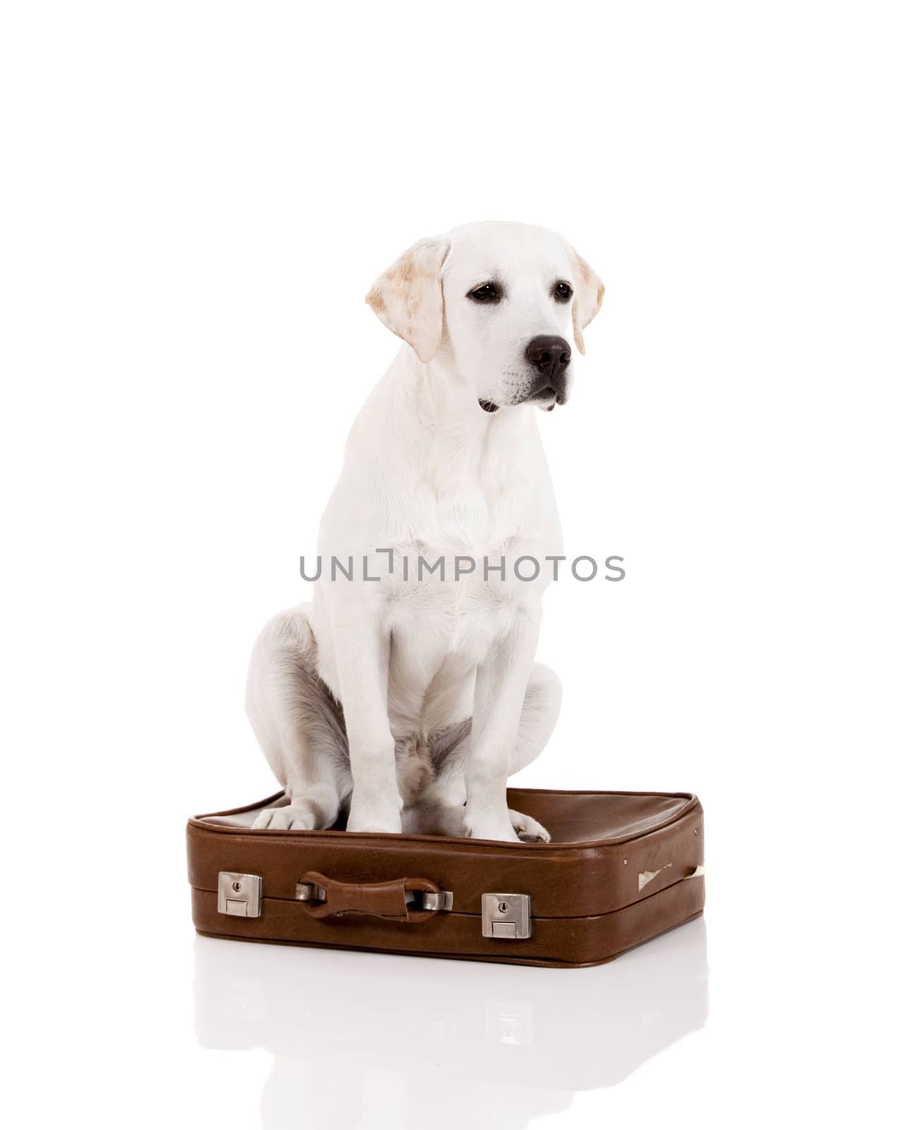 Beautiful dog of breed Labrador retriever sitting over a baggage