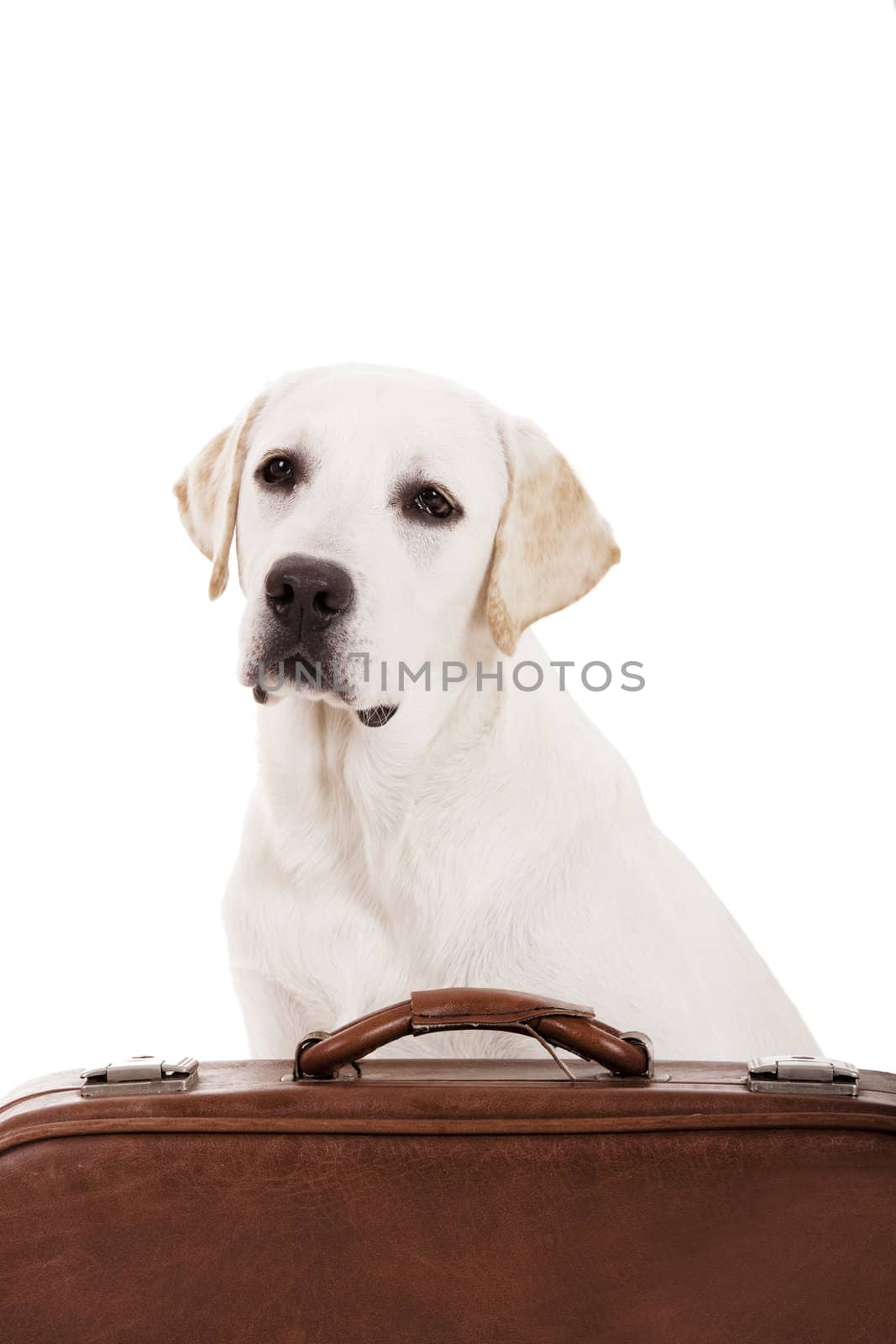 Beautiful dog of breed Labrador retriever sitting behind a baggage