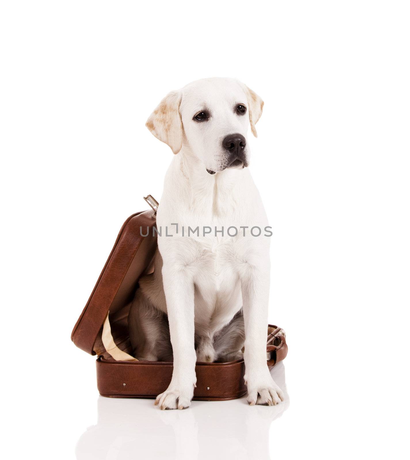 Beautiful dog of breed Labrador retriever sitting inside a open baggage