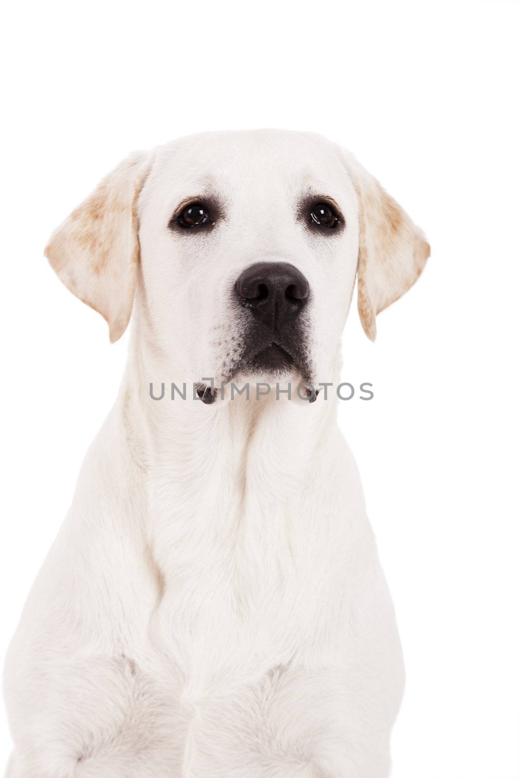 Beautiful dog of breed Labrador sitting and isolated on white