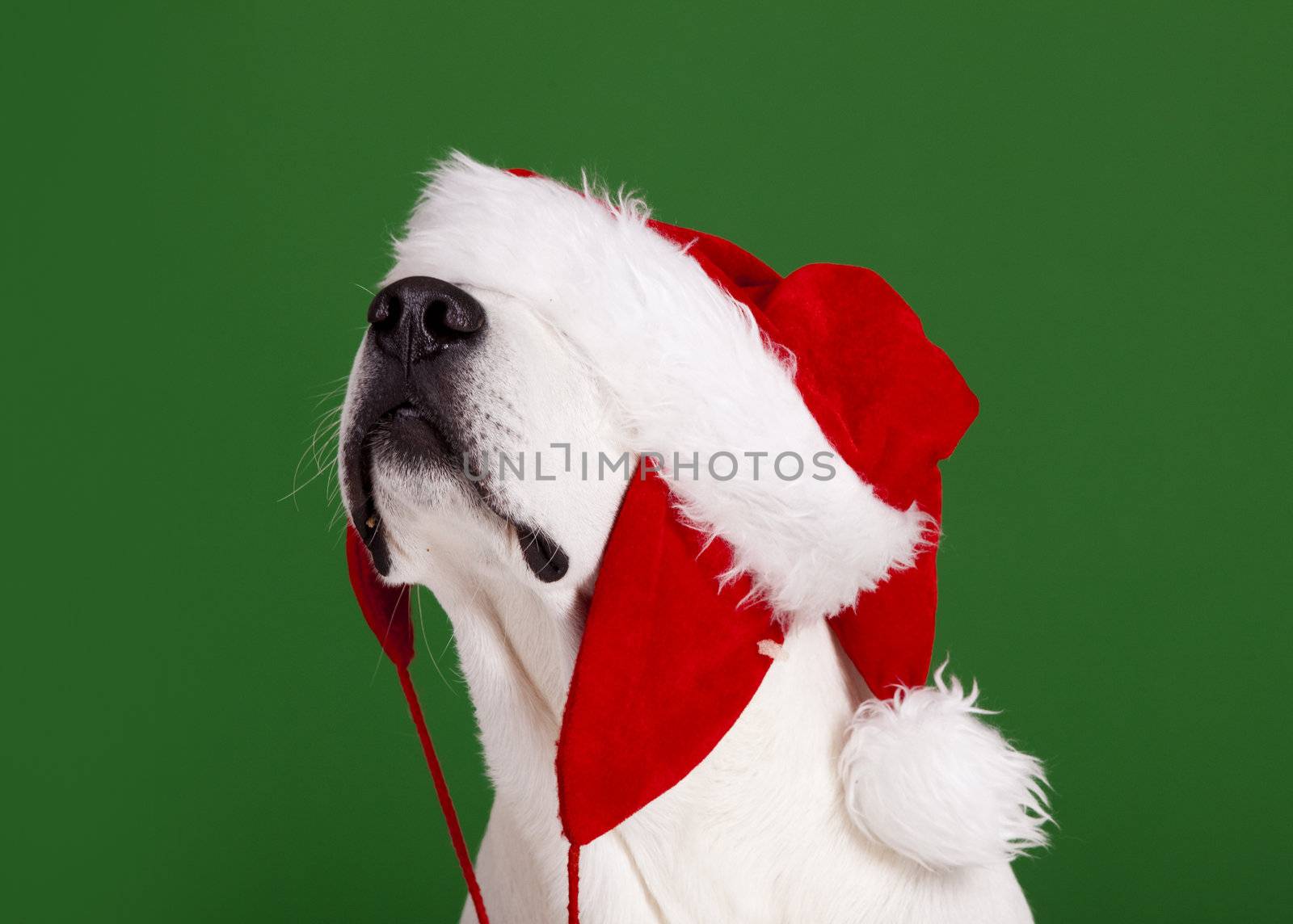 Portrait of a Labrador Retriever with a Santa hat isolated on a green background