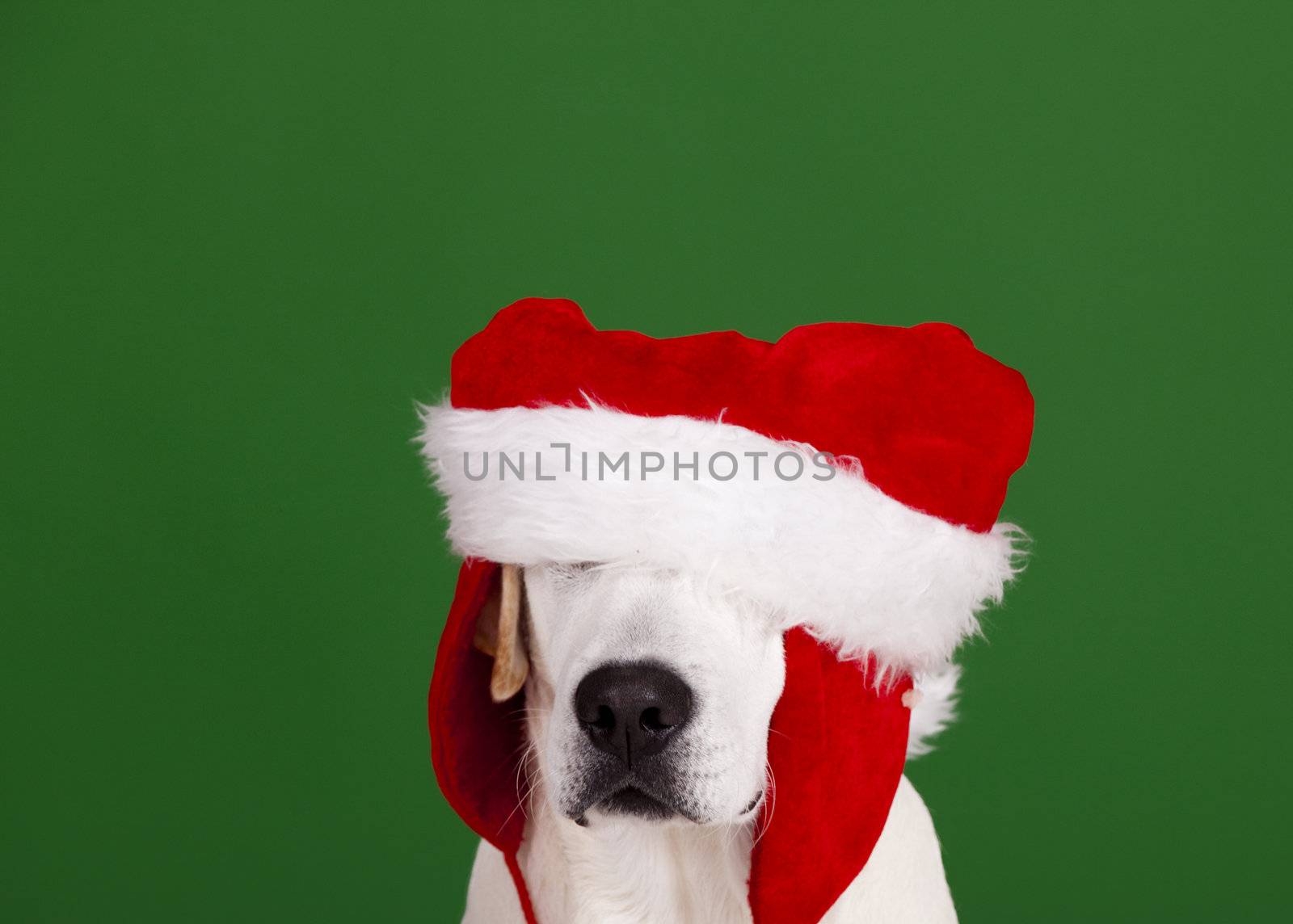 Portrait of a Labrador Retriever with a Santa hat isolated on a green background