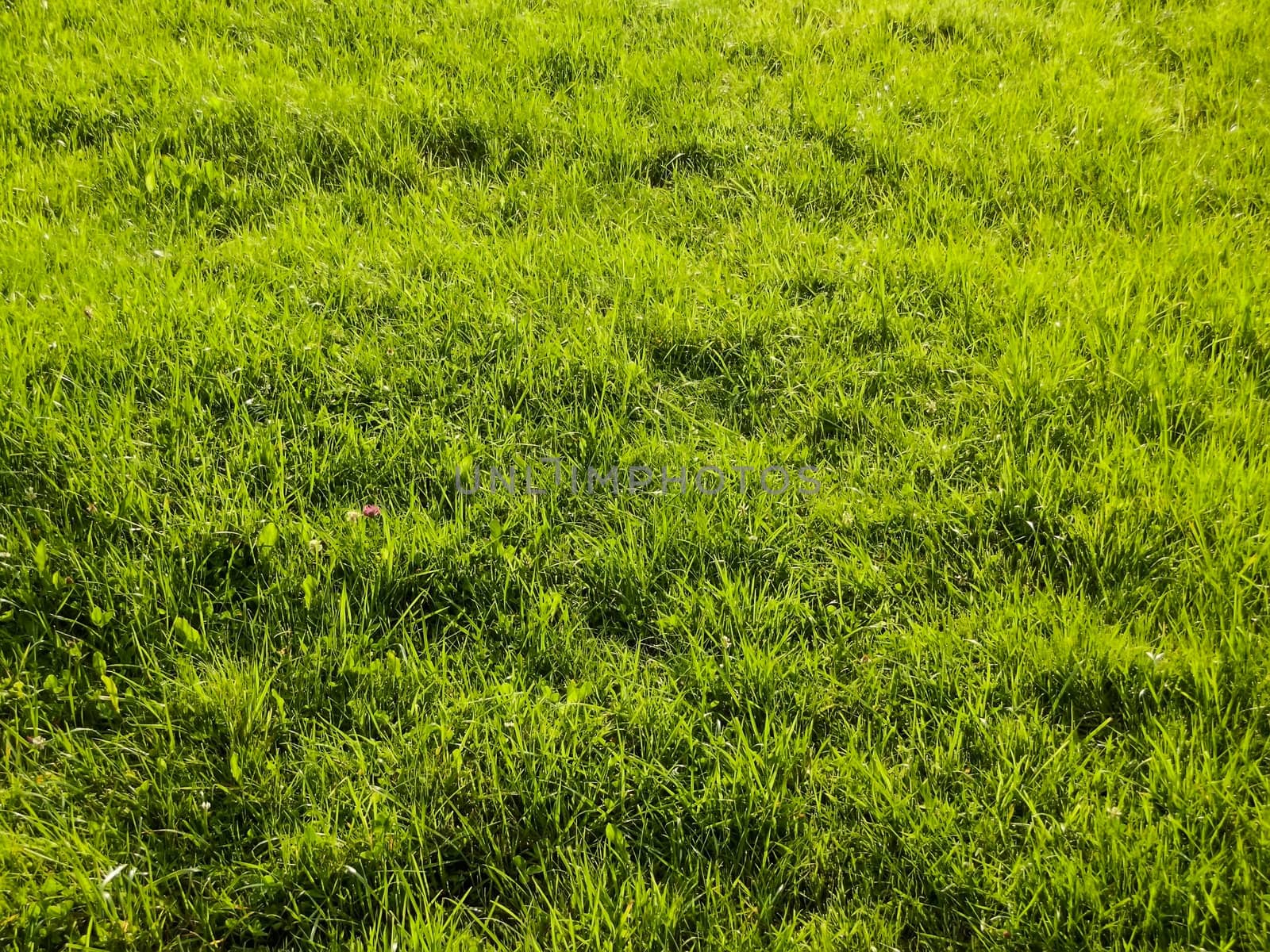 green grass by rodakm