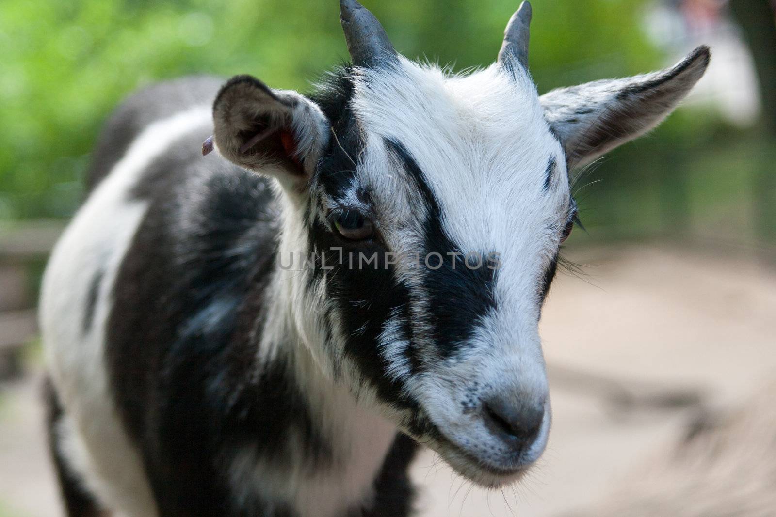 Portrait of a beautiful goat on a farm