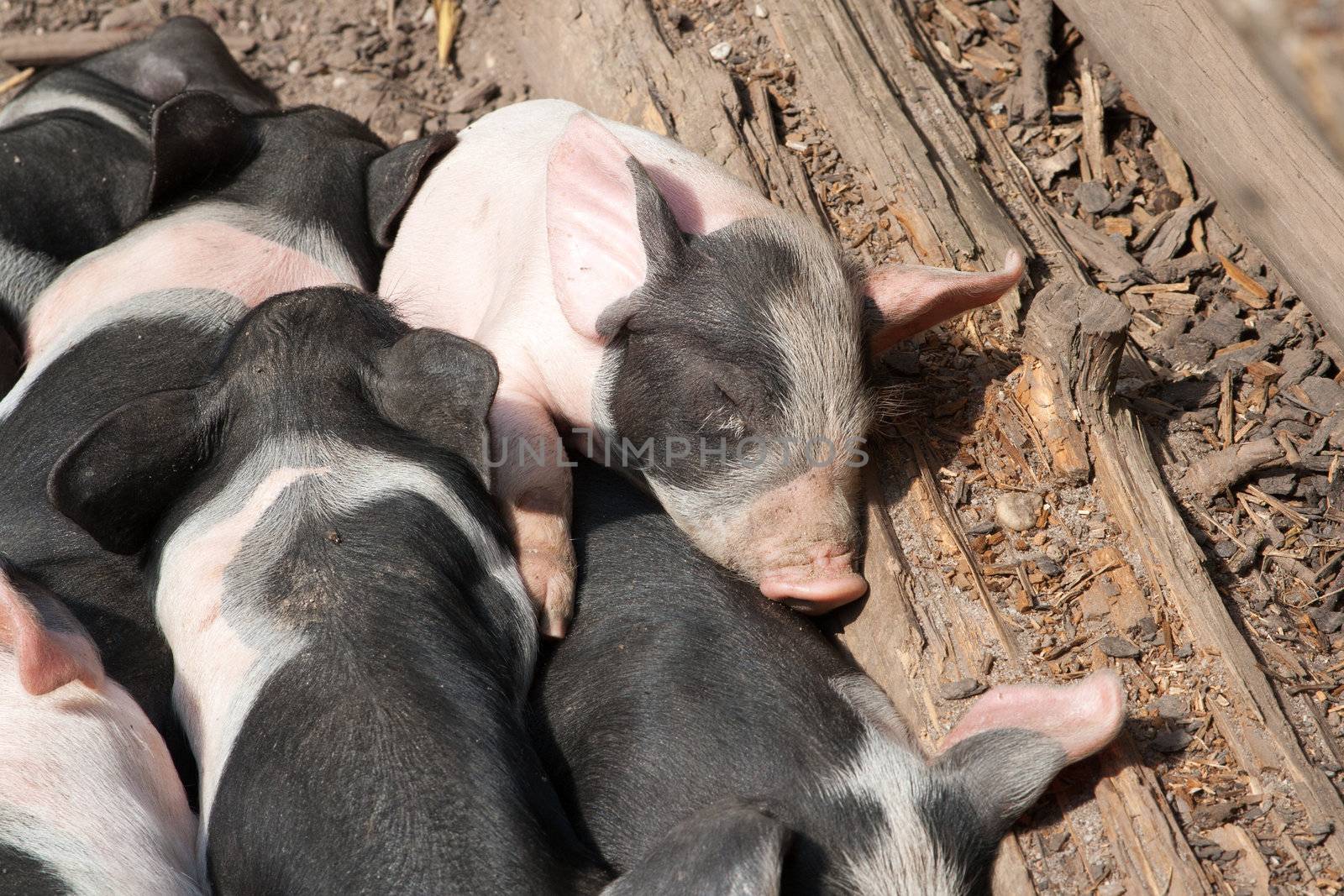Piglets curled up against each other sleeping